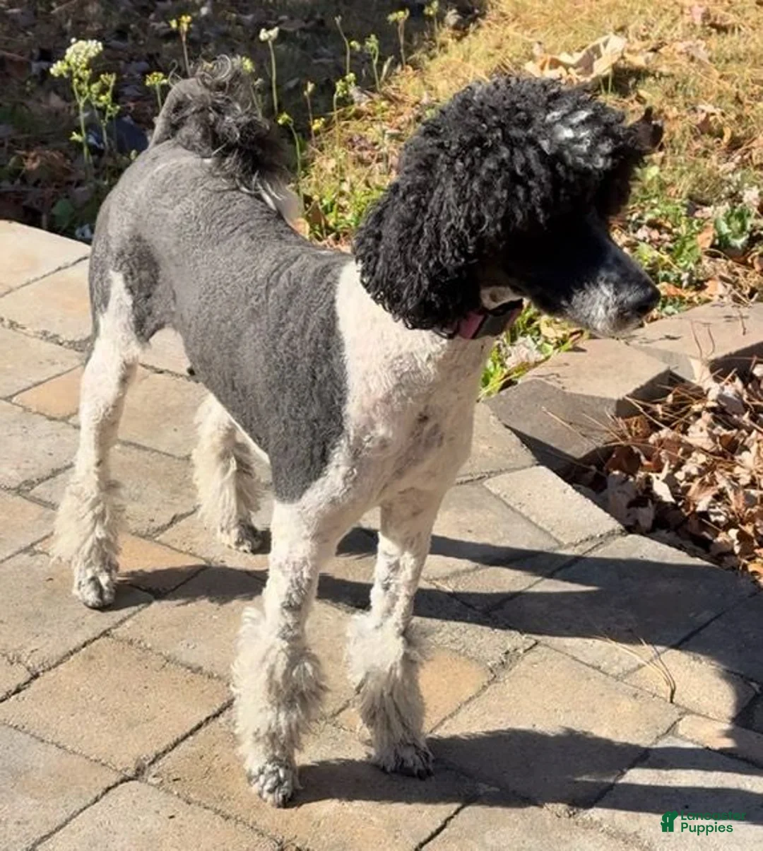 Mixed Breed dogs for sale: 🚀 Buzz - Ad 2
