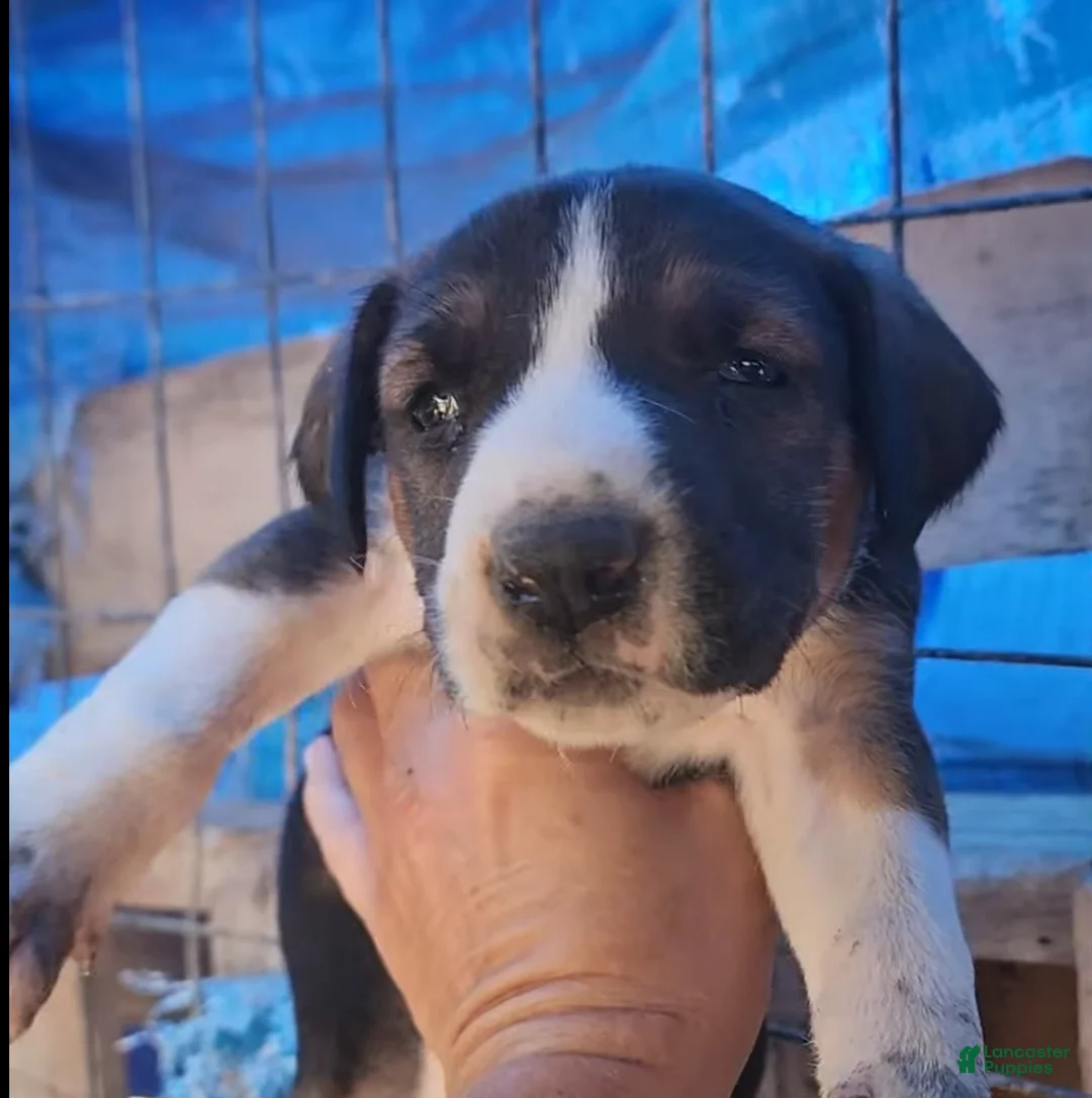 Mixed Breed dogs for sale: Doberdane Tri-color F - Ad 1