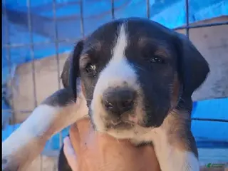 Mixed Breed dogs Doberdane Tri-color F - Ad 30