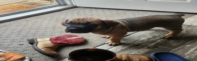 Cane Corso 6