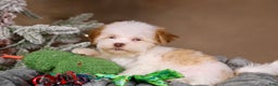 Havanese dogs for sale: Eggnog - Ad 13