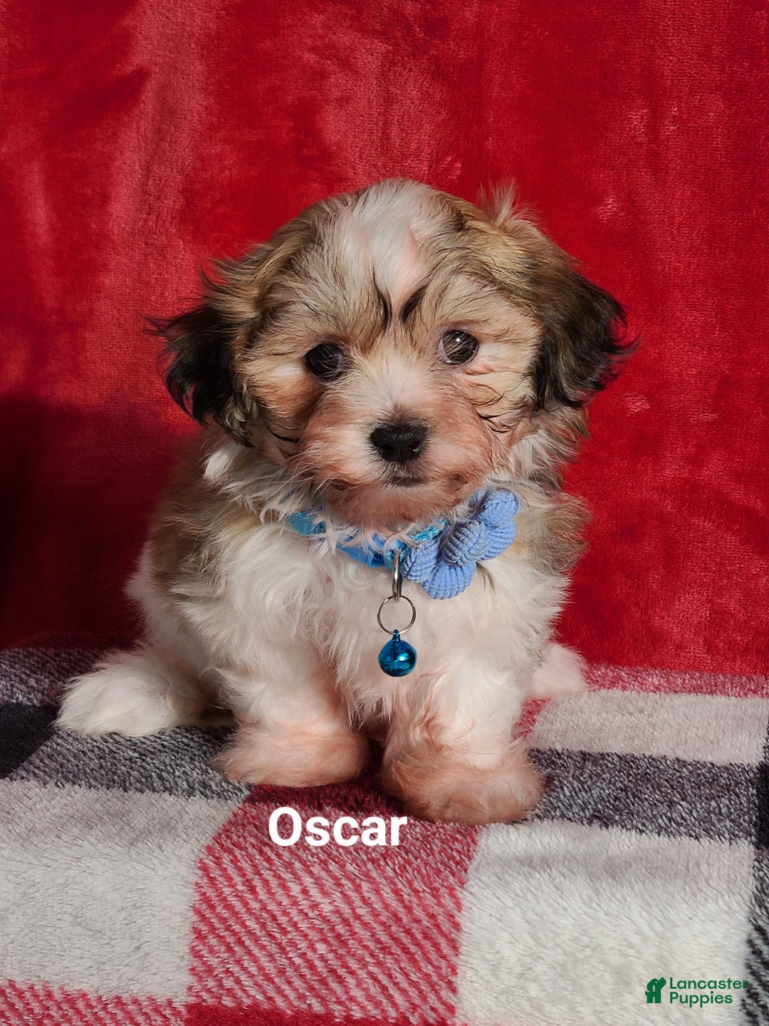 Teddy Bear dogs for sale: Oscar  - Ad 3