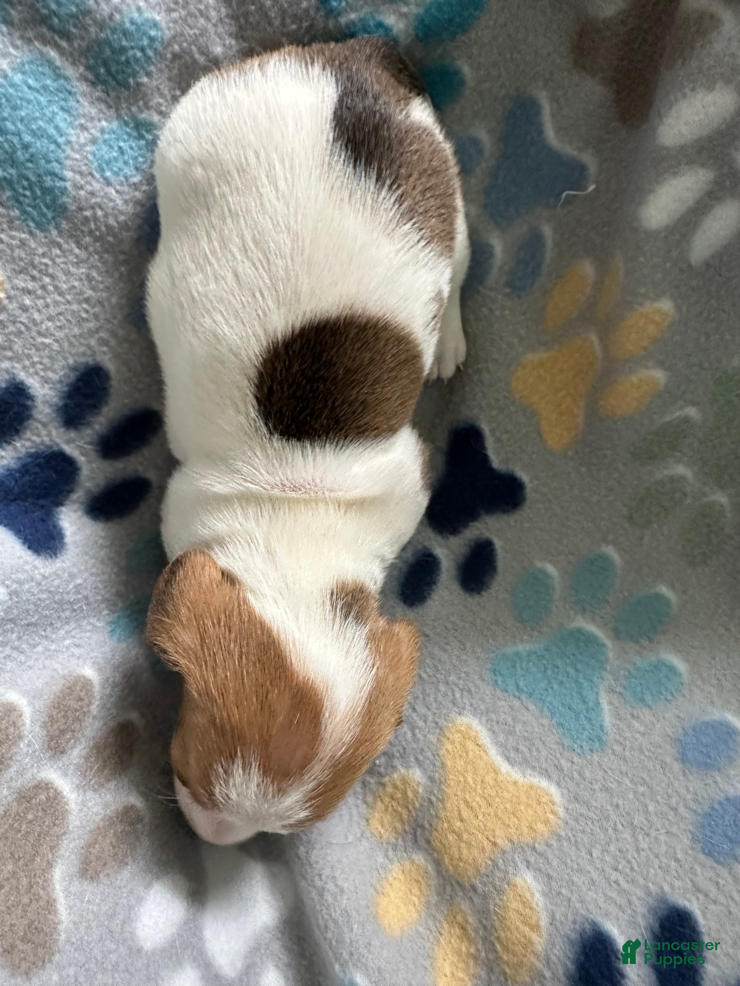 Miniature Dachshund dogs Biscuit 🥖 - Ad 2