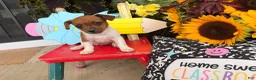 Jack Russell Terrier dogs for sale: Beauty - Ad 3