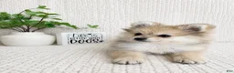 Pomeranian dogs for sale: Teddy - Ad 3