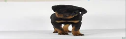 Rottweiler dogs for sale: Rottweiler Puppy 2 - Ad 6
