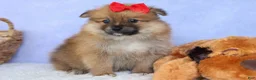 Pomeranian dogs for sale: Fabio  - Ad 13