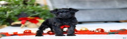 Yorkiepoo dogs for sale: Aden - Ad 3
