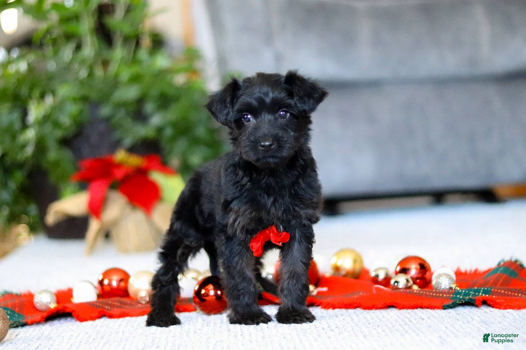 Yorkiepoo dogs for sale: Aden - Ad 3