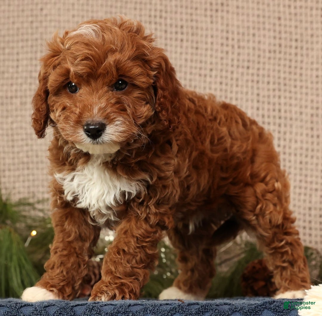 Cavapoo dogs for sale: Nolan - Ad 9