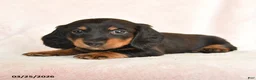 Dachshund dogs for sale: Indy - Ad 4
