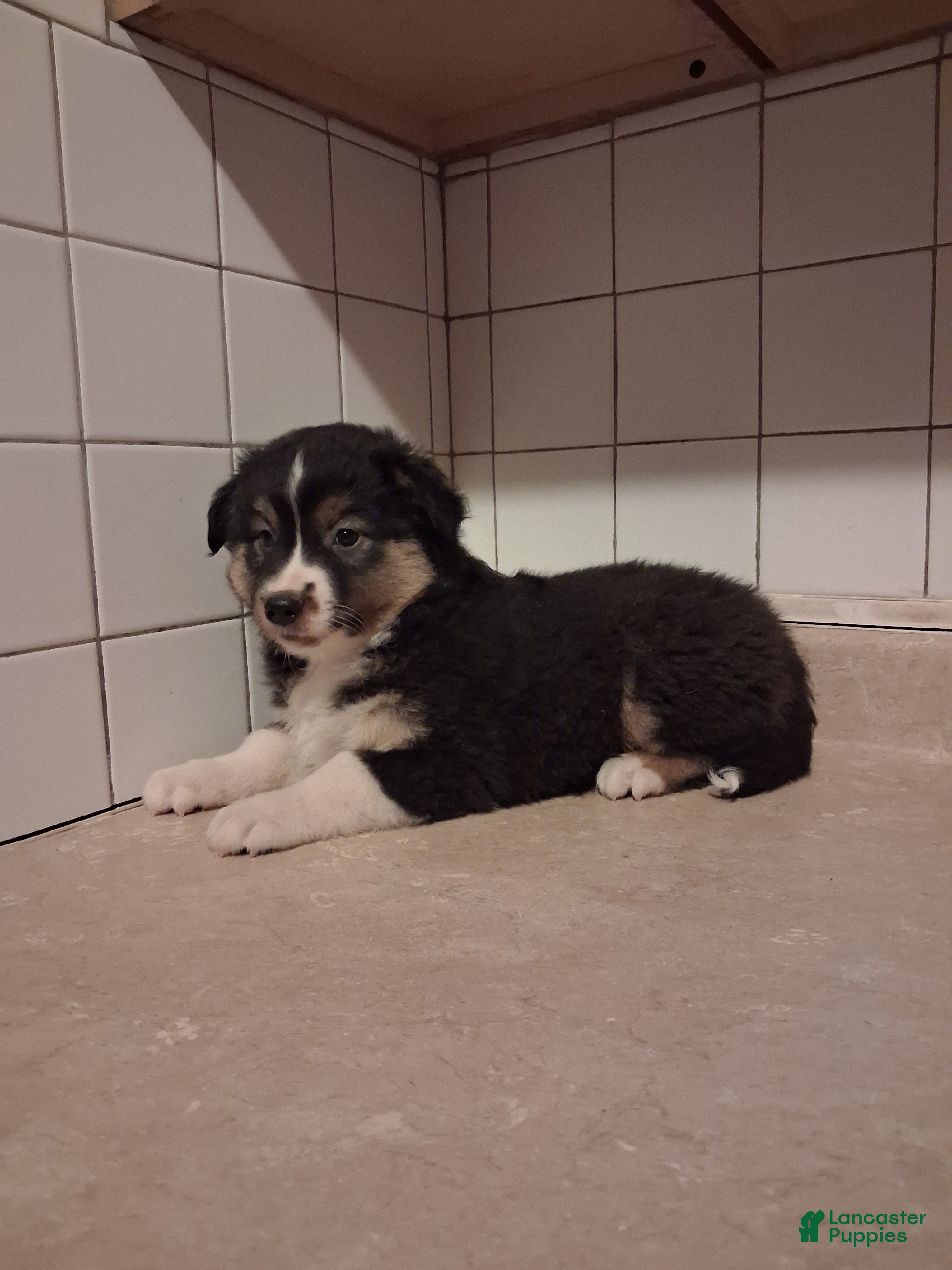 Miniature Australian Shepherd dogs Miniature Australian Shepherd 6 - Ad 2