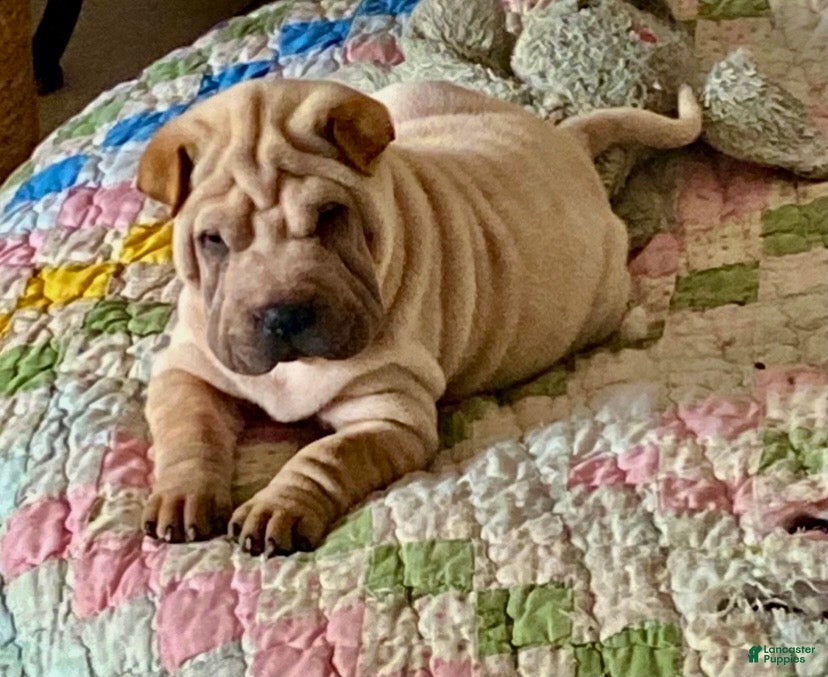 Shar Pei dogs Goose - Ad 6