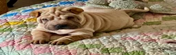 Shar Pei dogs for sale: Goose - Ad 1