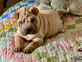 Shar Pei dogs Goose - Ad 1