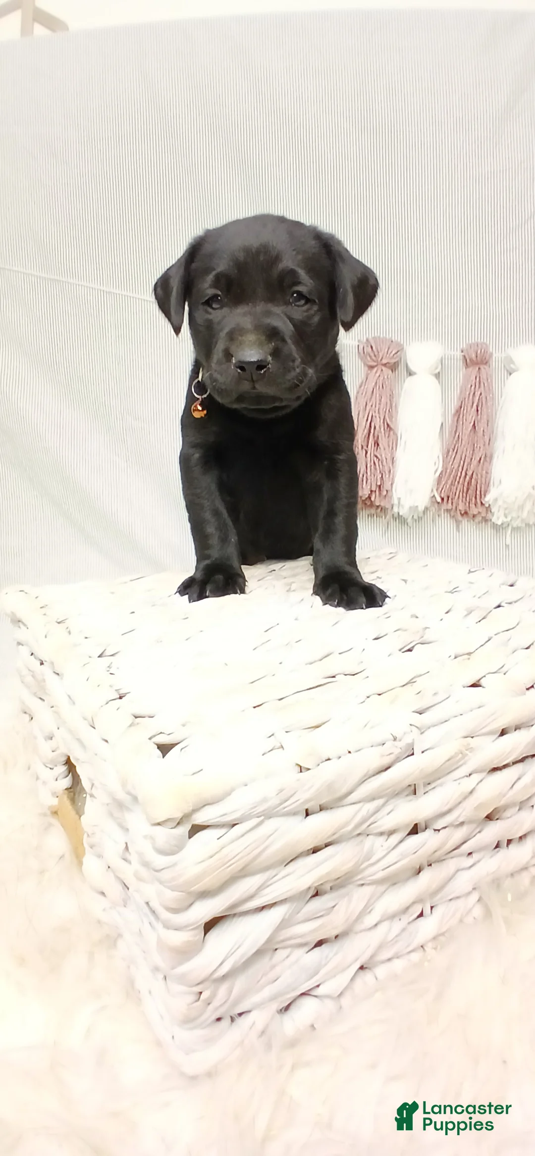 Labrador Retriever dogs for sale: BRUNO - Ad 1