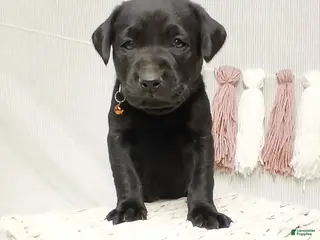 Labrador Retriever dogs BRUNO - Ad 27