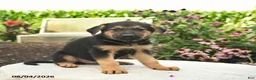German Shepherd dogs for sale: Leo  - Ad 4
