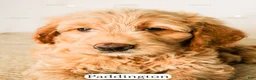Goldendoodle dogs for sale: Paddinton - Ad 9