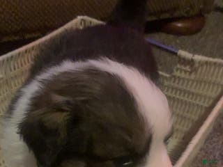 Mixed Breed dogs Bear - Ad 34