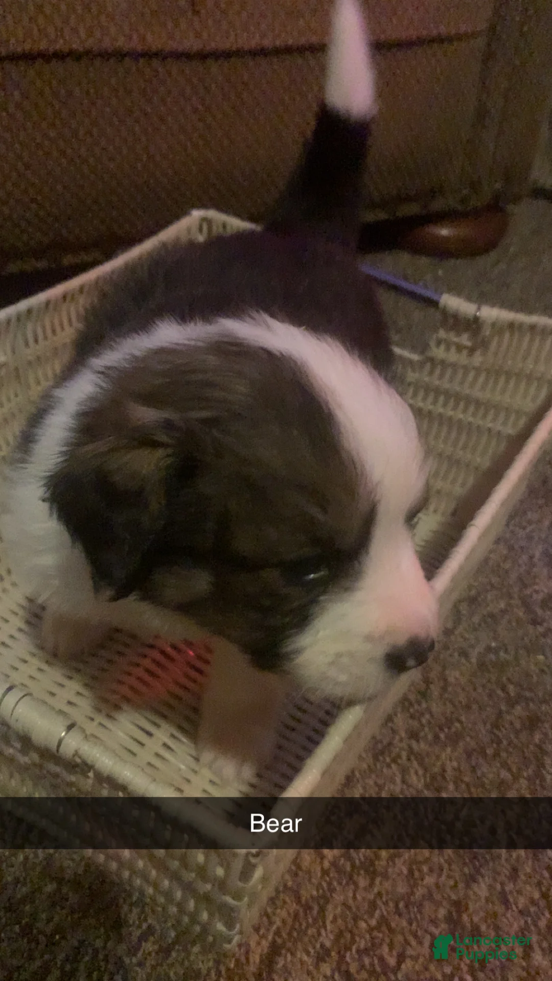 Mixed Breed dogs for sale: Bear - Ad 1