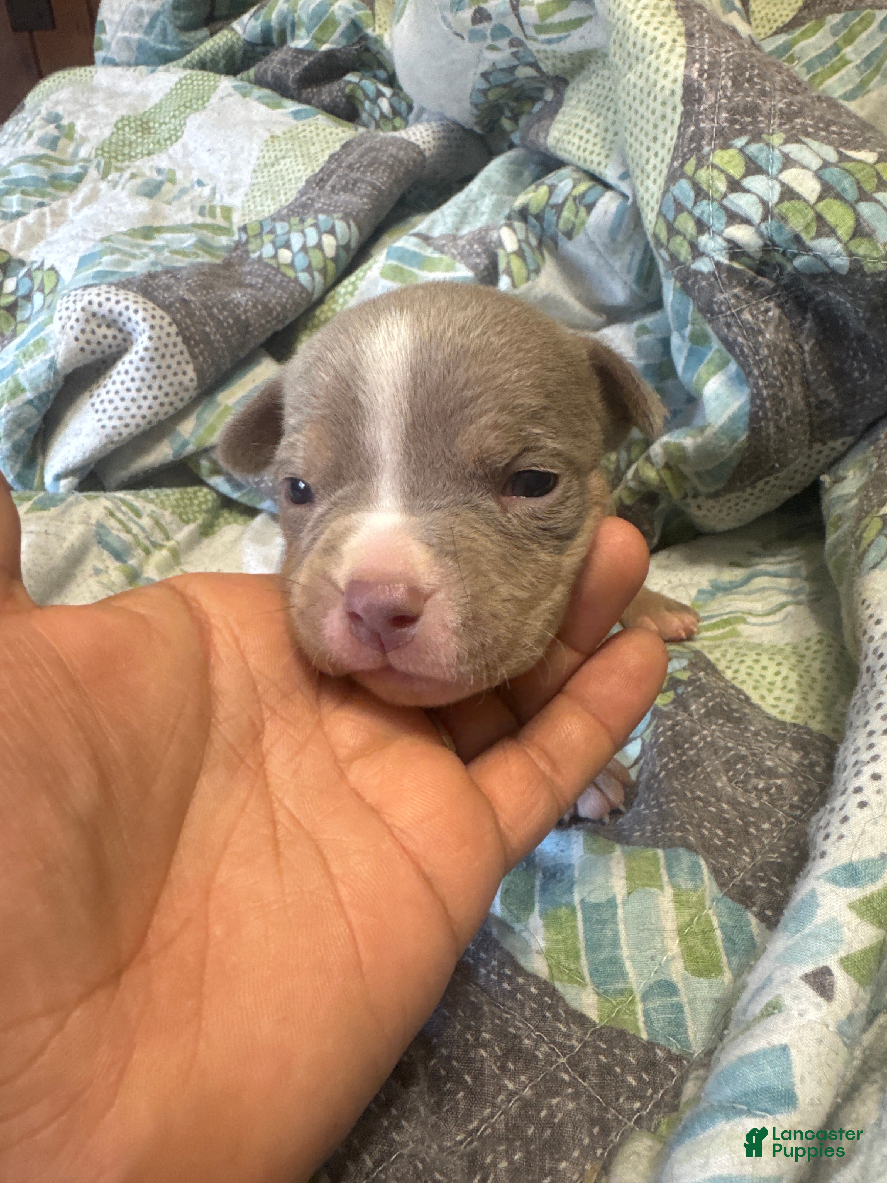 American Bully dogs for sale: American Bully 7 - Ad 1