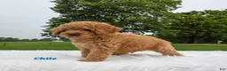 Cavapoo dogs for sale: Chile - Ad 5