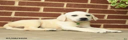 Labrador Retriever dogs for sale: Diesel - Ad 3