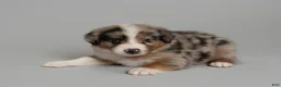 Australian Shepherd dogs for sale:  Badger - Ad 3