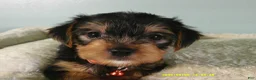 Yorkshire Terrier dogs for sale: Maverick-Orange - Ad 3