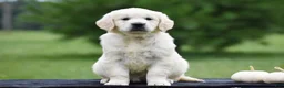 Golden Retriever dogs for sale: Diana - Ad 3