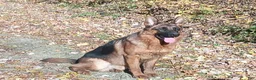 German Shepherd dogs for sale: Female Gold Ribbon - Ad 3