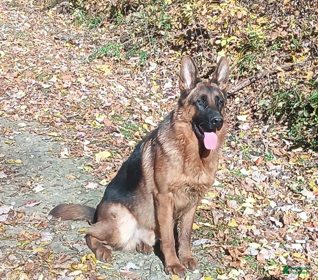 German Shepherd dogs for sale: Female Gold Ribbon - Ad 3