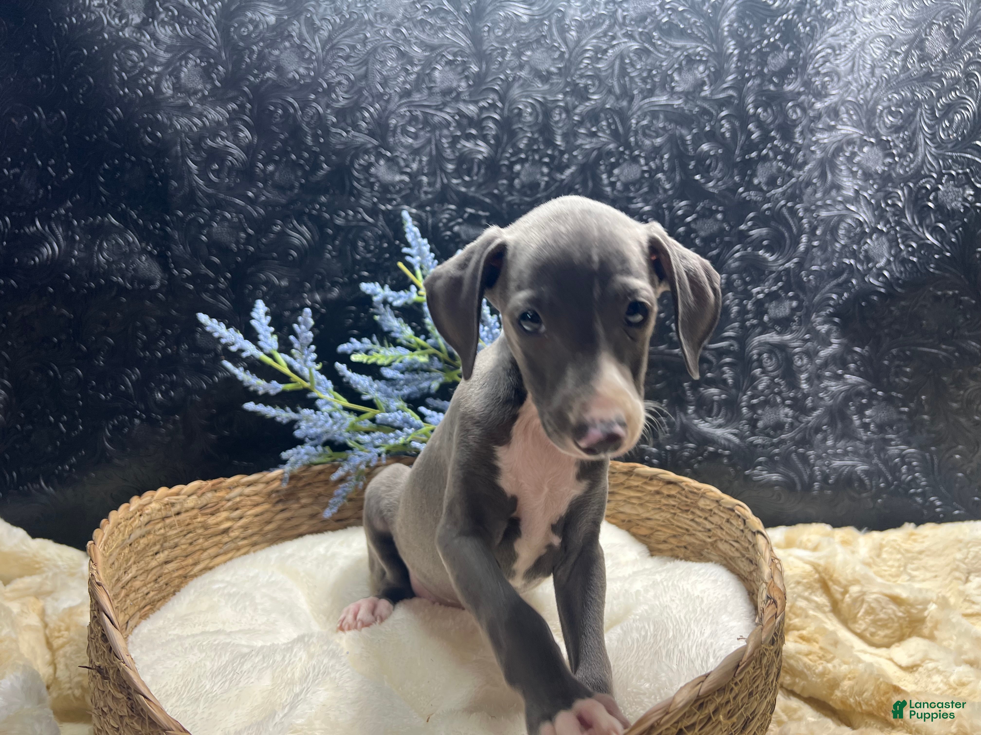 Italian Greyhound dogs Italian Greyhound 2 - Ad 2