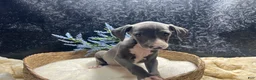 Italian Greyhound dogs for sale: Italian Greyhound 2 - Ad 2