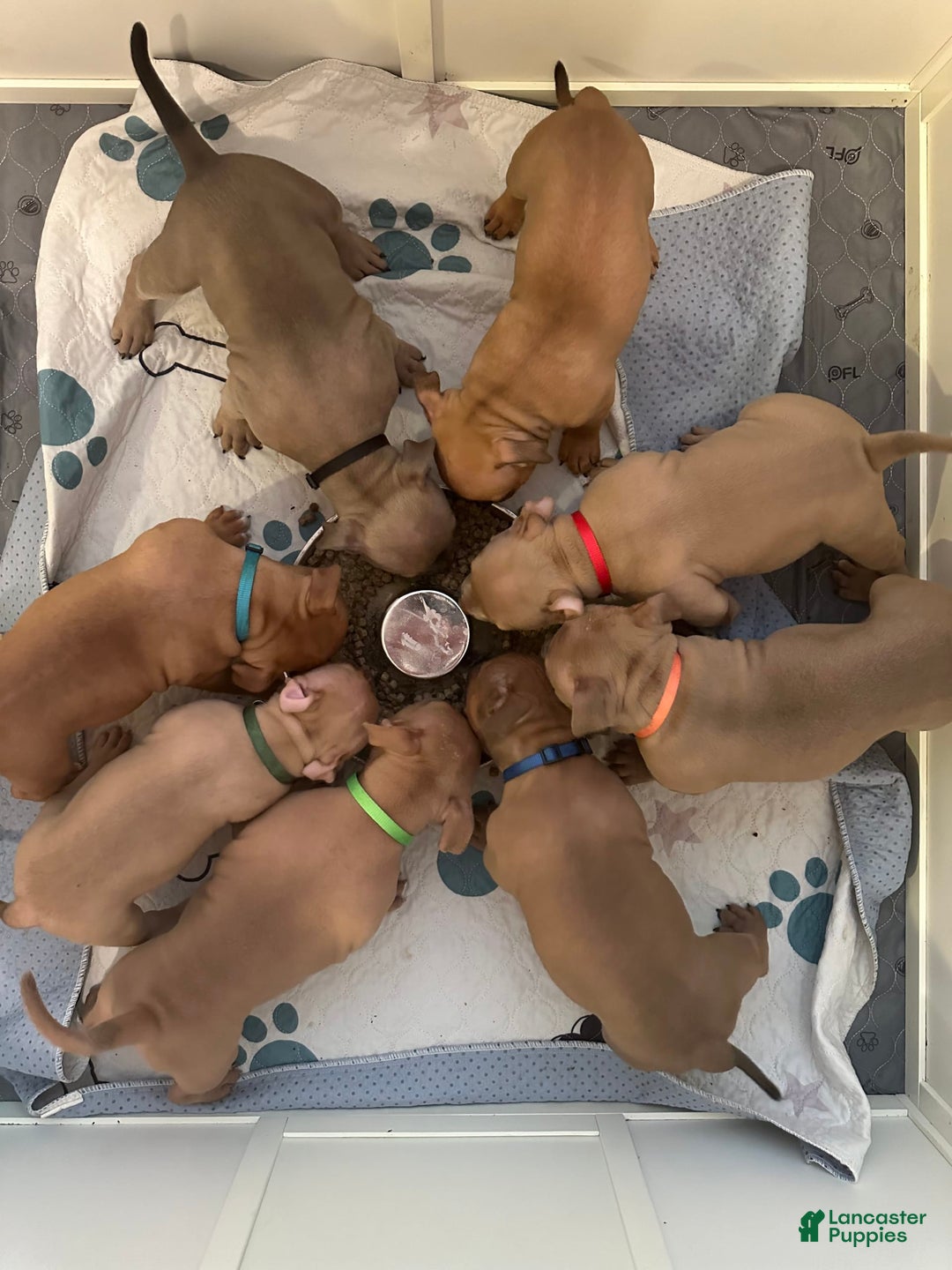 Gallery Image {{count}}