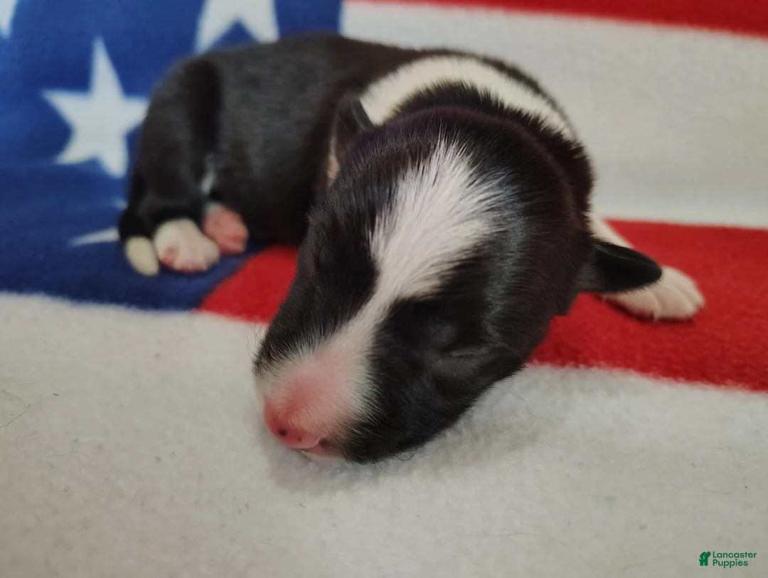 Border Collie dogs for sale: Finnley  - Ad 2