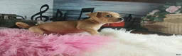 Chihuahua dogs for sale: Autumns fawn girl. Hand Delivery  - Ad 4