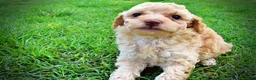 Havapoo dogs for sale: Ajax--SUMMER SALE!! $100 off listed price!!  - Ad 15