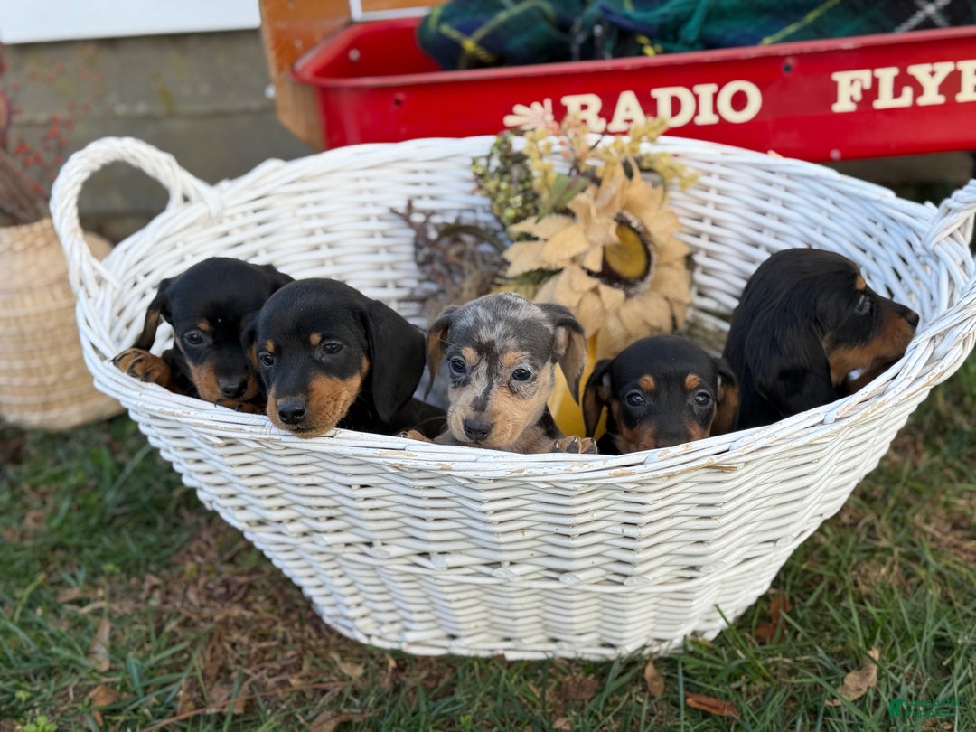 Miniature Dachshund dogs for sale: Coco - Ad 14