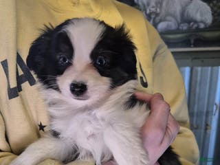 Toy Australian Shepherd dogs Toy Australian Shepherd Puppy 1 - Ad 6