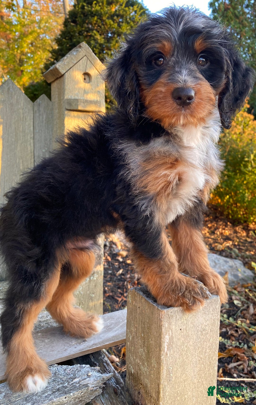 Mini Bernedoodle dogs for sale: 💛 IN BOSTON MASSACHUSETTS AREA 💛 UNIQUE COLOR & COAT COMBINATION 💛 MINI BERNEDOODLE 💛 - Ad 5