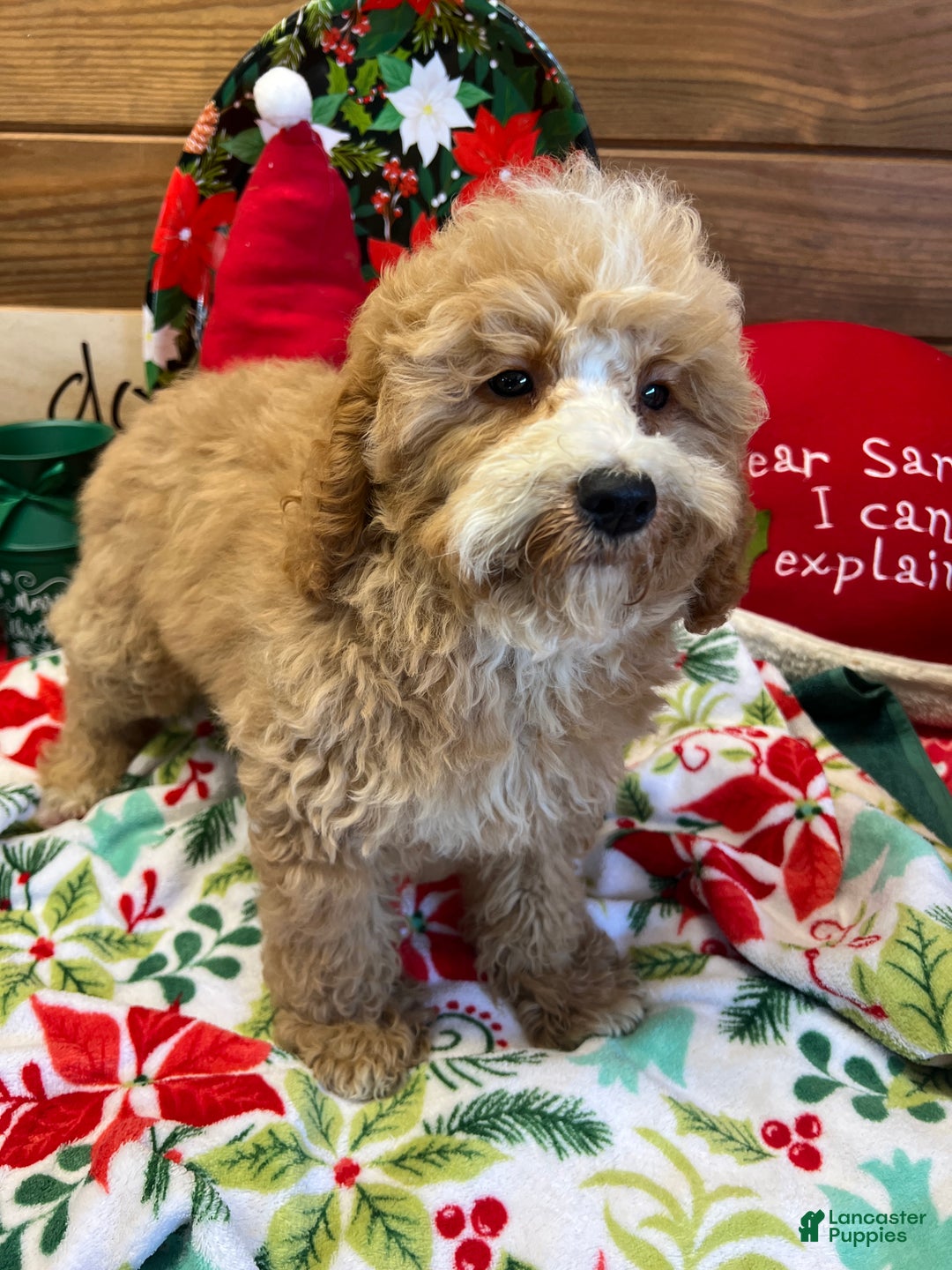 Mini Goldendoodle dogs for sale: Jingles - Ad 2
