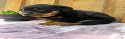 Rottweiler dogs for sale: Titan - Ad 8