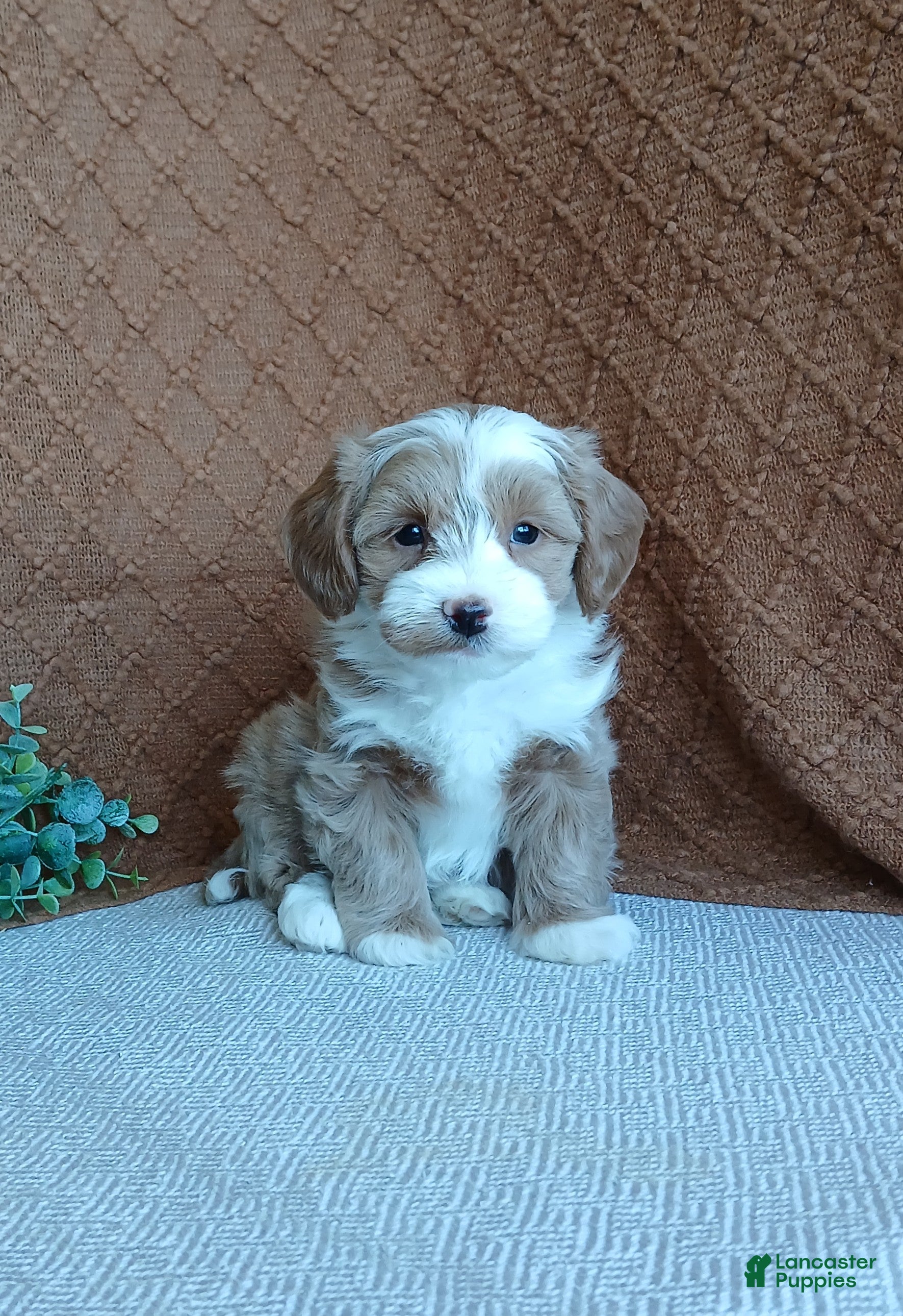 Havanese dogs Kori - Ad 1