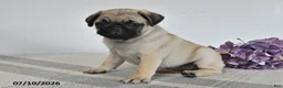Pug dogs for sale: Estella - Ad 3