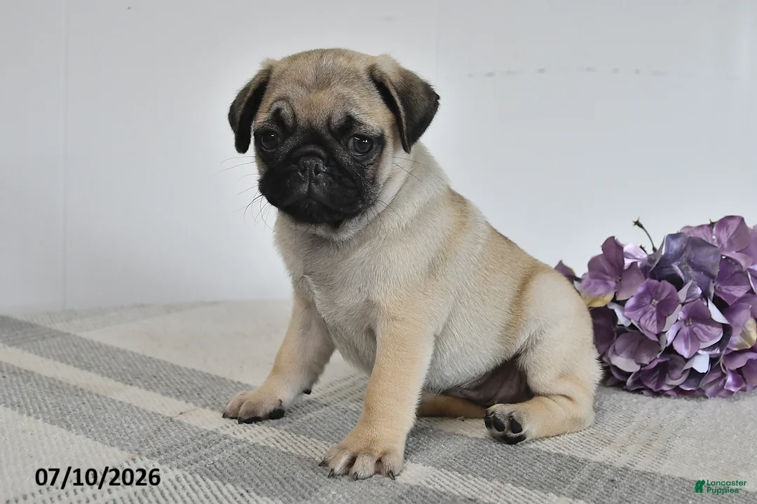 Pug dogs for sale: Estella - Ad 3