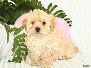 Mixed Breed dogs Leo - Ad 20