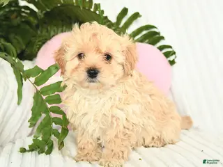 Mixed Breed dogs Leo - Ad 40