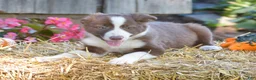 Border Collie dogs for sale: Tess - Ad 4